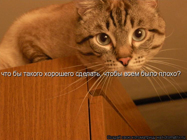что бы такого хорошего сделать, чтобы всем было плохо?... Котоматрица: что бы такого хорошего сделать, чтобы всем было плохо?