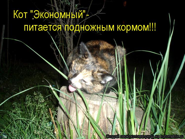 Котоматрица: Кот "Экономный"- питается подножным кормом!!!