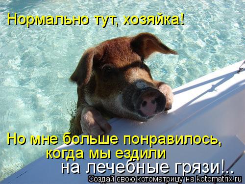 Нормально тут, хозяйка! на лечебные грязи!.. когда мы ездили Но мне больше понравилось,... Котоматрица: Нормально тут, хозяйка! на лечебные грязи!.. когда мы ездили Но мне больше понравилось,
