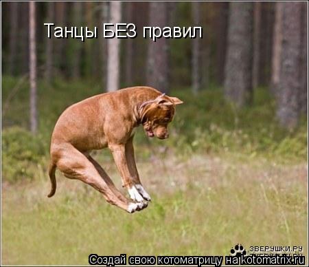 Танцы БЕЗ правил... Котоматрица: Танцы БЕЗ правил