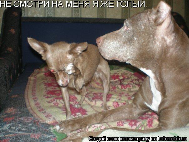 НЕ СМОТРИ НА МЕНЯ Я ЖЕ ГОЛЫЙ.... Котоматрица: НЕ СМОТРИ НА МЕНЯ Я ЖЕ ГОЛЫЙ.