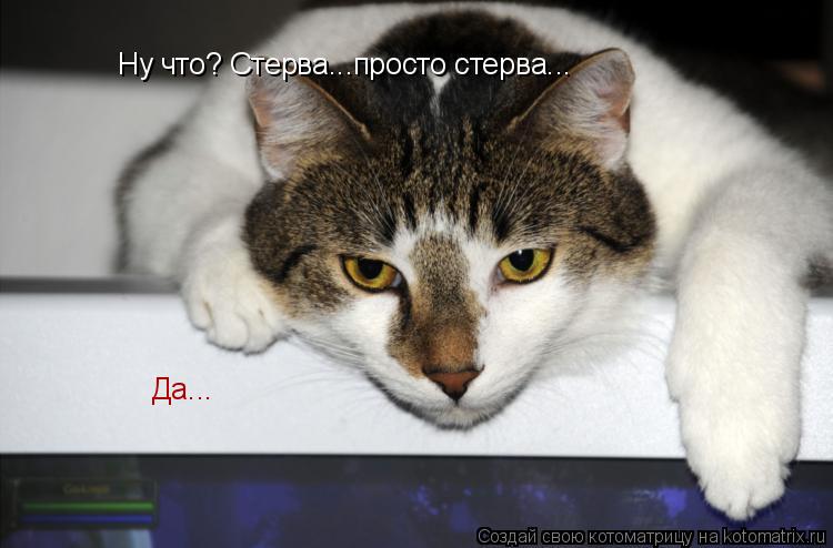 Ну что? Стерва...просто стерва... Да...... Котоматрица: Ну что? Стерва...просто стерва... Да...
