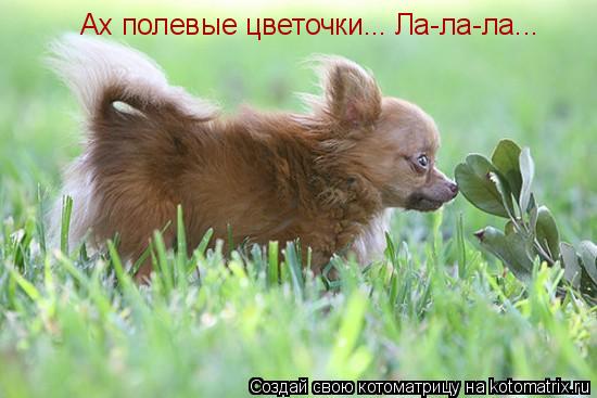 Ах полевые цветочки... Ла-ла-ла...... Котоматрица: Ах полевые цветочки... Ла-ла-ла...