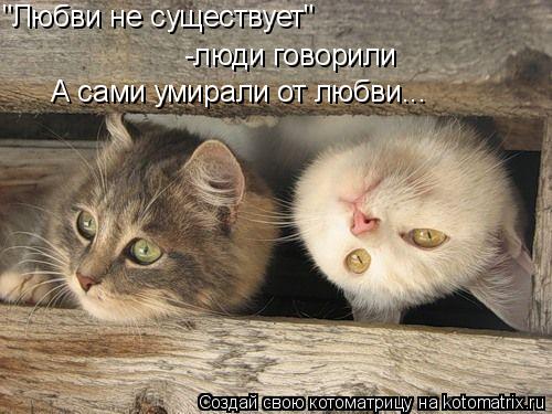 "Любви не существует" -люди говорили А сами умирали от любви...... Котоматрица: "Любви не существует" -люди говорили А сами умирали от любви...