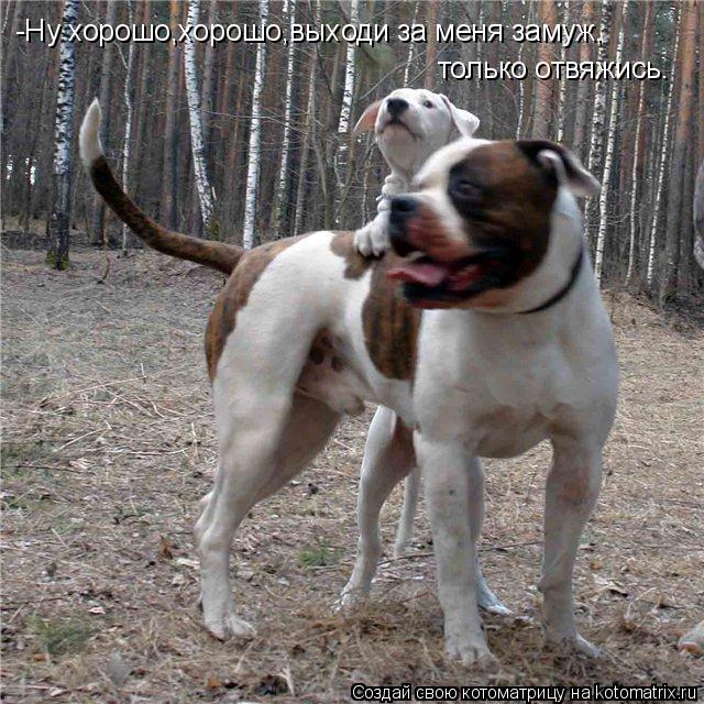 -Ну хорошо,хорошо,выходи за меня замуж, только отвяжись.... Котоматрица: -Ну хорошо,хорошо,выходи за меня замуж, только отвяжись.