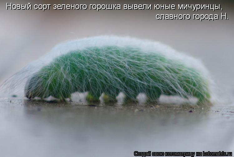 Новый сорт зеленого горошка вывели юные мичуринцы, славного города Н.... Котоматрица: Новый сорт зеленого горошка вывели юные мичуринцы, славного города Н.