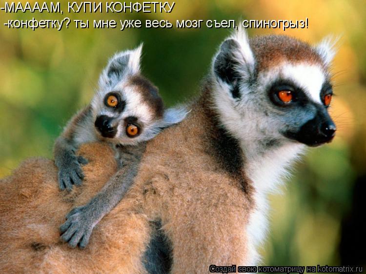 -МААААМ, КУПИ КОНФЕТКУ -конфетку? ты мне уже весь мозг съел, спиногрыз!... Котоматрица: -МААААМ, КУПИ КОНФЕТКУ -конфетку? ты мне уже весь мозг съел, спиногрыз!