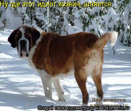 Ну где этот идиот хозяин, шляется... Котоматрица: Ну где этот идиот хозяин, шляется