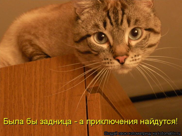 Была бы задница - а приключения найдутся!... Котоматрица: Была бы задница - а приключения найдутся!