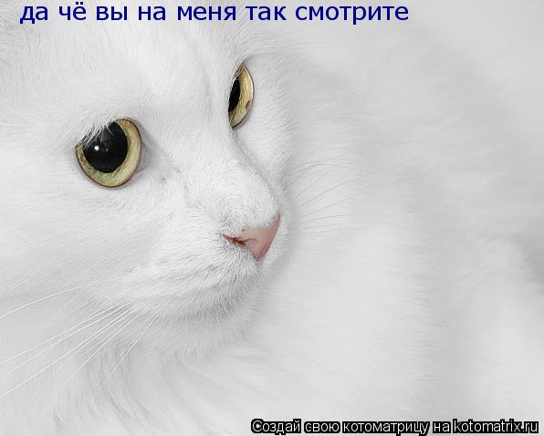 да чё вы на меня так смотрите... Котоматрица: да чё вы на меня так смотрите