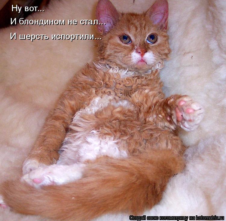 Ну вот... И блондином не стал... И шерсть испортили...... Котоматрица: Ну вот... И блондином не стал... И шерсть испортили...