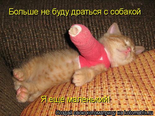 Больше не буду драться с собакой Я ещё маленький!... Котоматрица: Больше не буду драться с собакой Я ещё маленький!