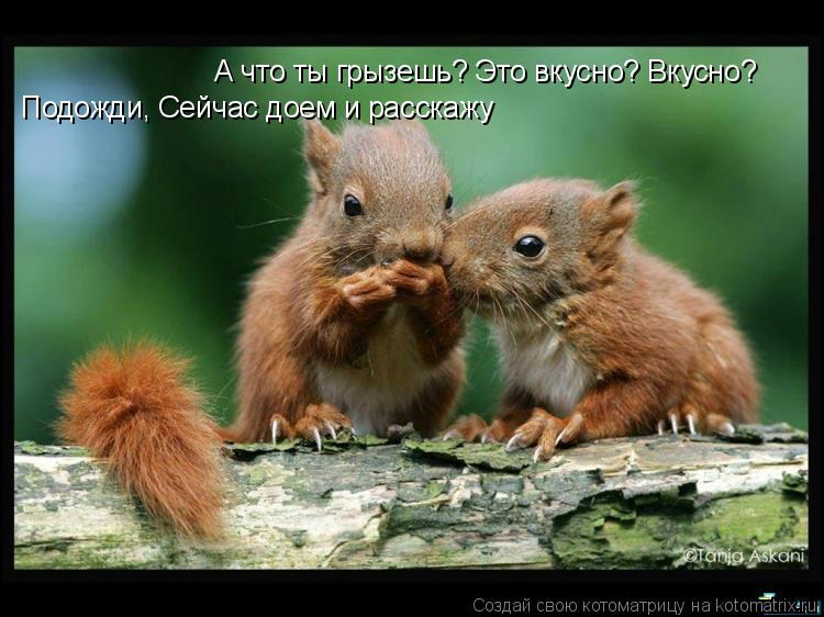 Подожди, Сейчас доем и расскажу А что ты грызешь? Это вкусно? Вкусно?... Котоматрица: Подожди, Сейчас доем и расскажу А что ты грызешь? Это вкусно? Вкусно?