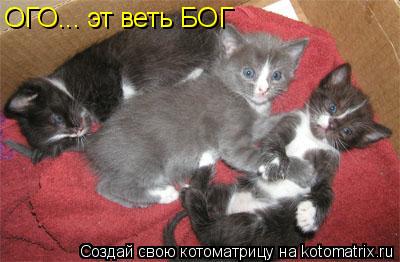 ОГО... эт веть БОГ... Котоматрица: ОГО... эт веть БОГ
