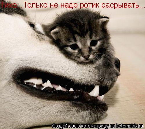 Тихо...Только не надо ротик расрывать...... Котоматрица: Тихо...Только не надо ротик расрывать...