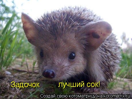 Задочок лучший сок!... Котоматрица: Задочок лучший сок!
