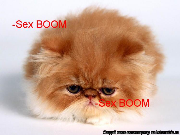 -Sex BOOM -Sex BOOM... Котоматрица: -Sex BOOM -Sex BOOM