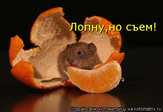 Лопну,но съем!... Котоматрица: Лопну,но съем!