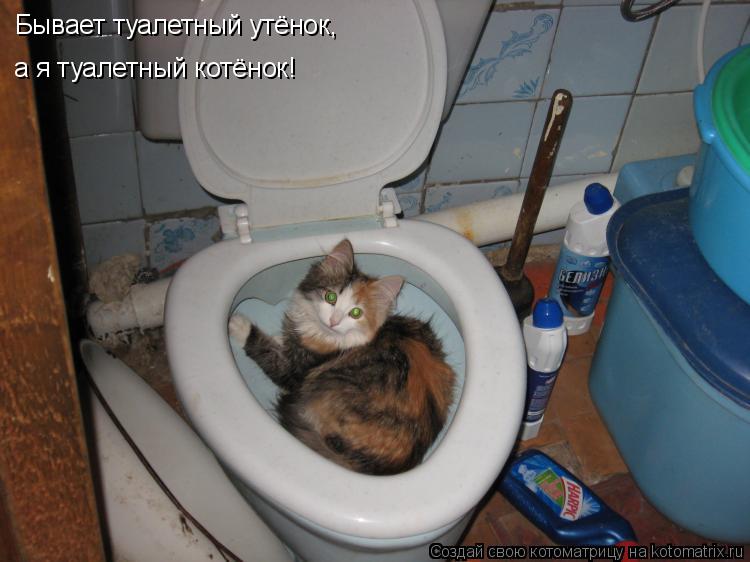 Бывает туалетный утёнок, а я туалетный котёнок!... Котоматрица: Бывает туалетный утёнок, а я туалетный котёнок!