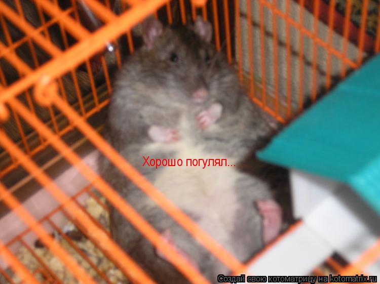 Хорошо погулял...... Котоматрица: Хорошо погулял...