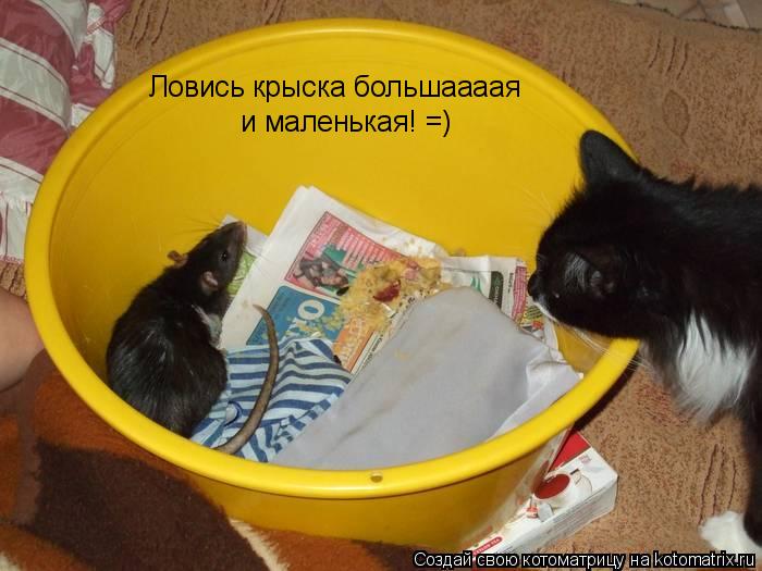 Ловись крыска большаааая и маленькая! =)... Котоматрица: Ловись крыска большаааая и маленькая! =)