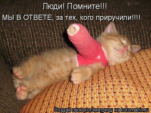 МЫ В ОТВЕТЕ, за тех, кого приручили!!!! Люди! Помните!!!... Котоматрица: МЫ В ОТВЕТЕ, за тех, кого приручили!!!! Люди! Помните!!!