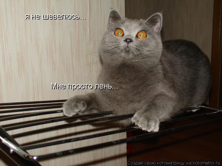 я не шевелюсь... Мне просто лень...... Котоматрица: я не шевелюсь... Мне просто лень...