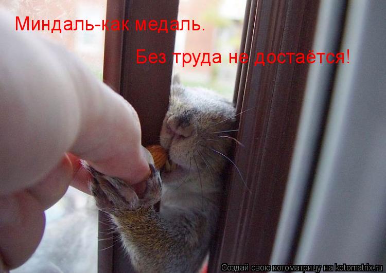 Миндаль-как медаль. Без труда не достаётся!... Котоматрица: Миндаль-как медаль. Без труда не достаётся!