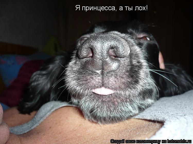 Я принцесса, а ты лох!... Котоматрица: Я принцесса, а ты лох!