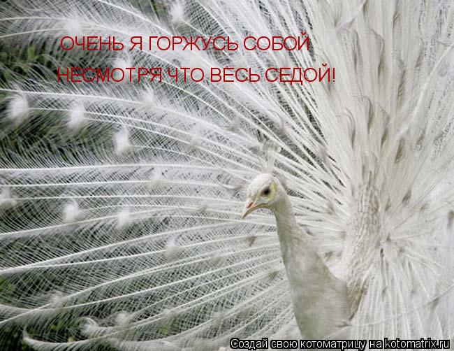 ОЧЕНЬ Я ГОРЖУСЬ СОБОЙ НЕСМОТРЯ ЧТО ВЕСЬ СЕДОЙ!... Котоматрица: ОЧЕНЬ Я ГОРЖУСЬ СОБОЙ НЕСМОТРЯ ЧТО ВЕСЬ СЕДОЙ!