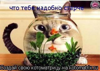 что тебе надобно старче... Котоматрица: что тебе надобно старче