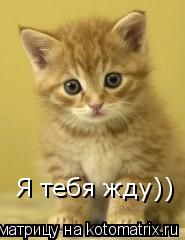 Я тебя жду))... Котоматрица: Я тебя жду))