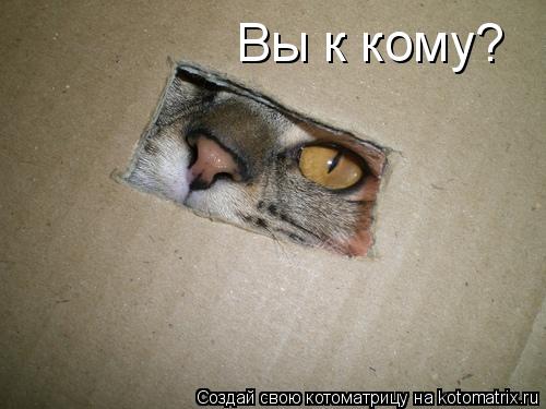 Вы к кому?... Котоматрица: Вы к кому?