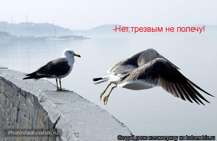 -Нет,трезвым не полечу!... Котоматрица: -Нет,трезвым не полечу!