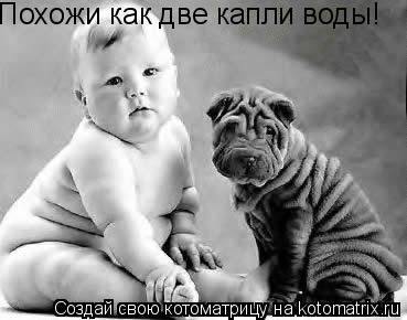 Похожи как две капли воды!... Котоматрица: Похожи как две капли воды!