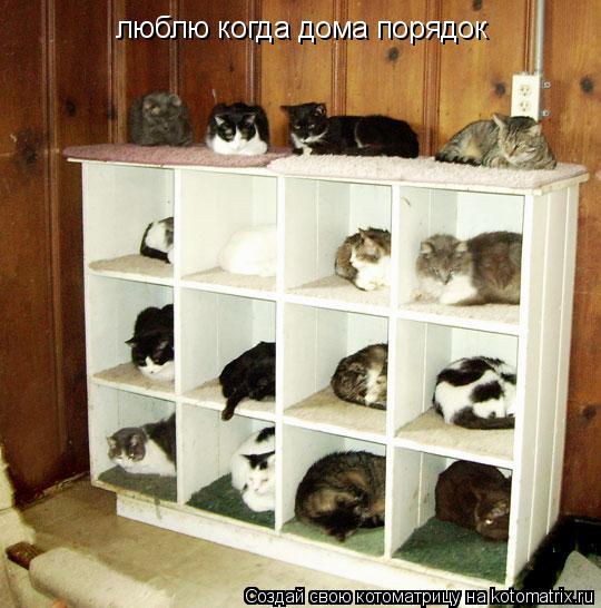люблю когда дома порядок... Котоматрица: люблю когда дома порядок
