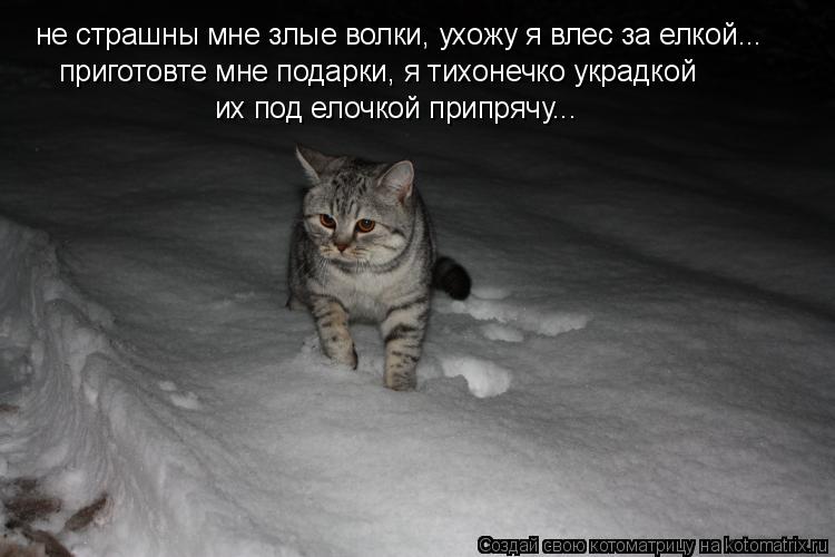 не страшны мне злые волки, ухожу я влес за елкой... приготовте мне подарки, я тихонечко украдкой их п... Котоматрица: не страшны мне злые волки, ухожу я влес за елкой... приготовте мне подарки, я тихонечко украдкой их под елочкой припрячу...