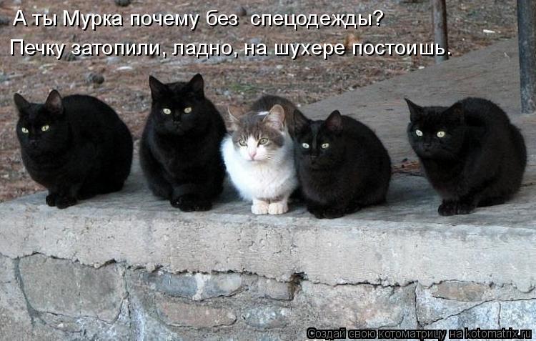 А ты Мурка почему без спецодежды? Печку затопили, ладно, на шухере постоишь.... Котоматрица: А ты Мурка почему без спецодежды? Печку затопили, ладно, на шухере постоишь.
