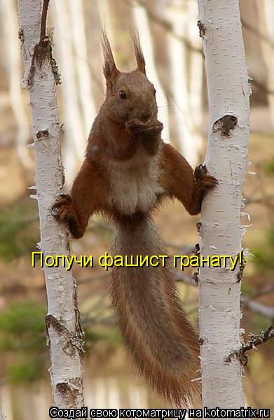 Получи фашист гранату!... Котоматрица: Получи фашист гранату!