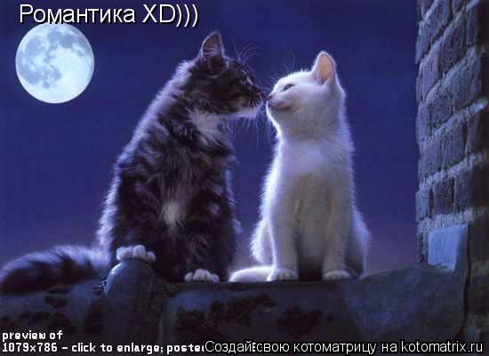 Романтика XD)))... Котоматрица: Романтика XD)))