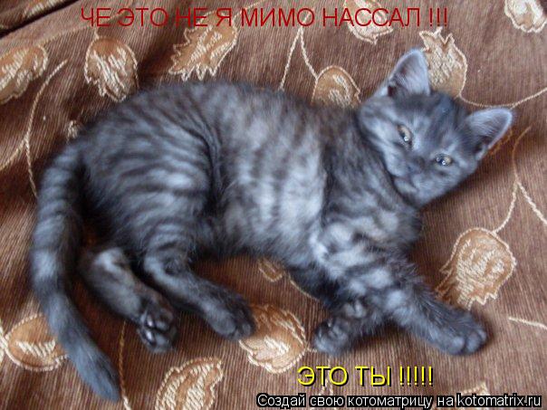 ЧЕ ЭТО НЕ Я МИМО НАССАЛ !!! ЭТО ТЫ !!!!!... Котоматрица: ЧЕ ЭТО НЕ Я МИМО НАССАЛ !!! ЭТО ТЫ !!!!!