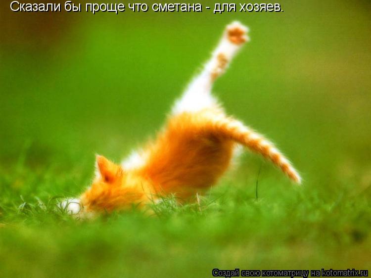 Сказали бы проще что сметана - для хозяев.... Котоматрица: Сказали бы проще что сметана - для хозяев.