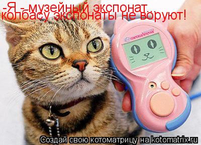 -Я - музейный экспонат... колбасу экспонаты не воруют!... Котоматрица: -Я - музейный экспонат... колбасу экспонаты не воруют!