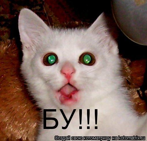 БУ!!!... Котоматрица: БУ!!!