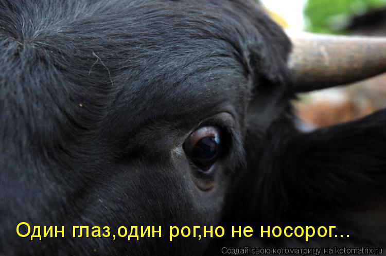 Один глаз,один рог,но не носорог...... Котоматрица: Один глаз,один рог,но не носорог...