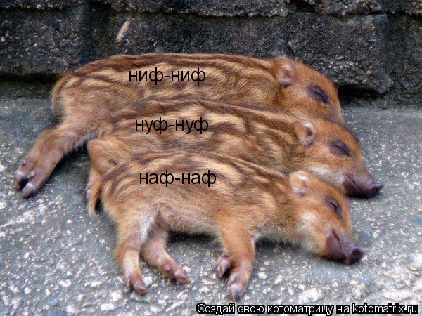 ниф-ниф нуф-нуф наф-наф... Котоматрица: ниф-ниф нуф-нуф наф-наф