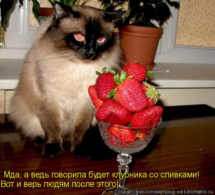 Мда, а ведь говорила будет клубника со сливками! Вот и верь людям после этого!... Котоматрица: Мда, а ведь говорила будет клубника со сливками! Вот и верь людям после этого!
