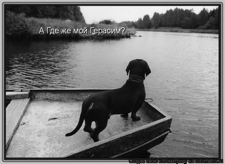 А Где же мой Герасим?...... Котоматрица: А Где же мой Герасим?...