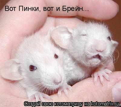 Вот Пинки, вот и Брейн...... Котоматрица: Вот Пинки, вот и Брейн...