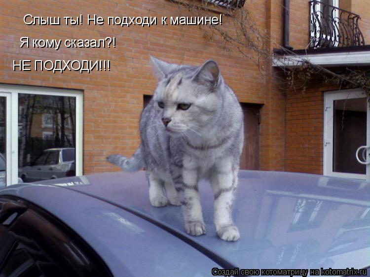 Слыш ты! Не подходи к машине! Я кому сказал?! НЕ ПОДХОДИ!!!... Котоматрица: Слыш ты! Не подходи к машине! Я кому сказал?! НЕ ПОДХОДИ!!!